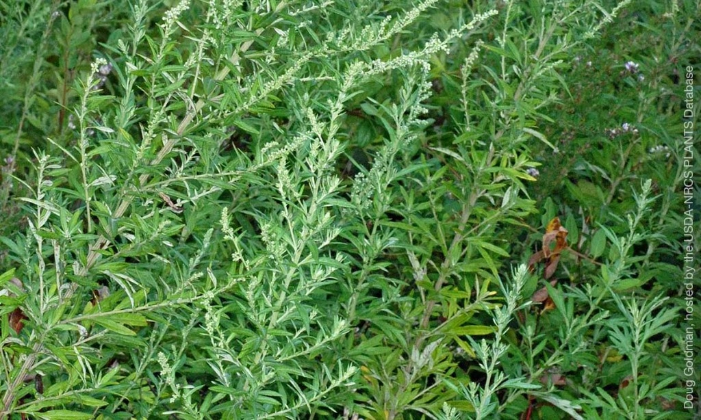 <p>Ragam Manfaat Mugwort Untuk Kesehatan Kulit</p>