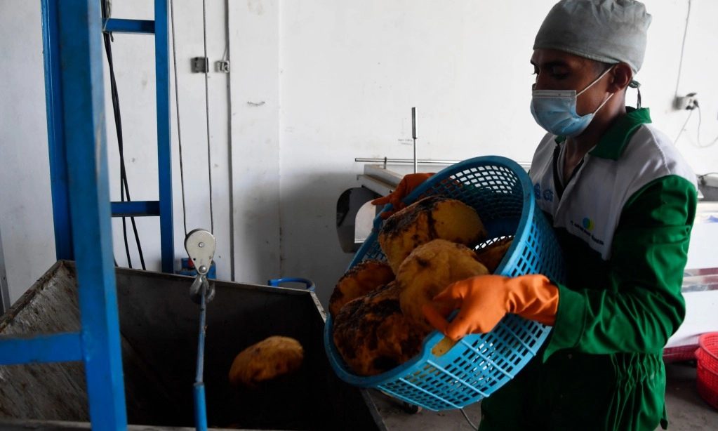 <p>Kerja Sama Dengan Tiongkok, Indonesia Ekspor Porang Hingga 50 Ribu Ton </p>