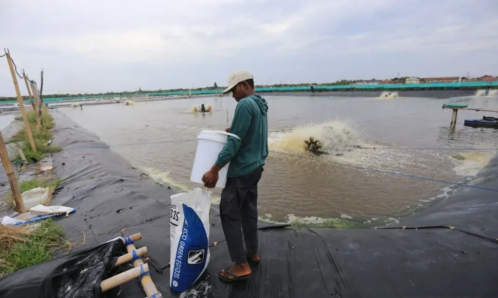 <p>Menteri KKP: Revitalisasi Tambak Pantura Dilakukan Secara Bertahap</p>