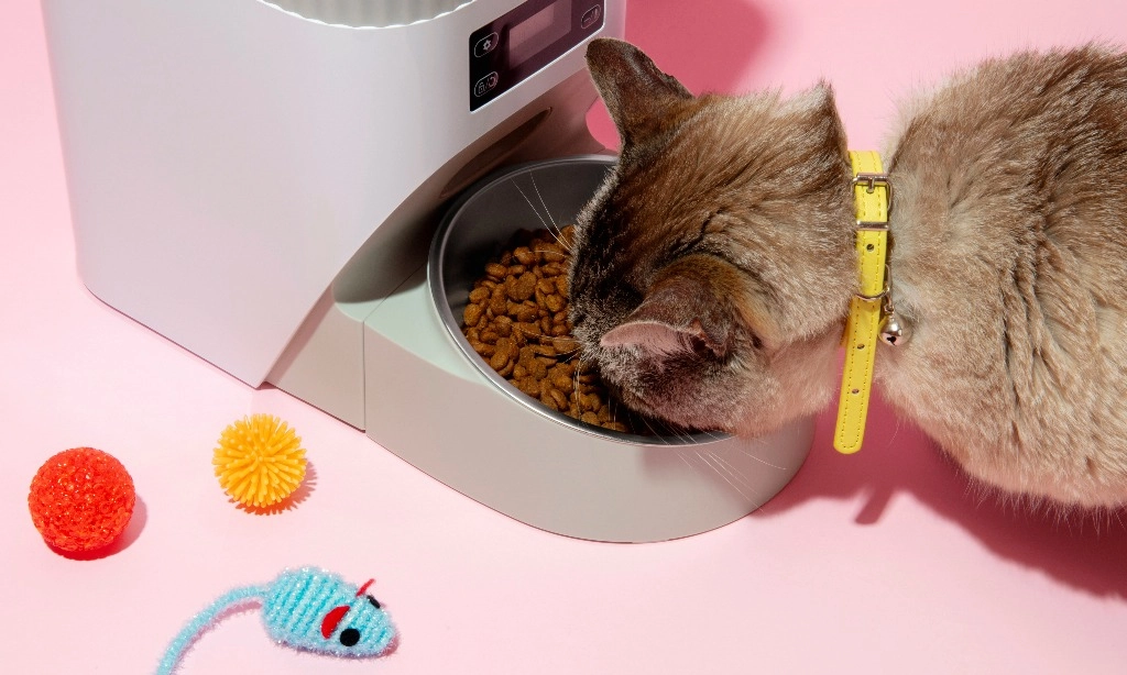 <p>Rekomendasi 5 Produk Makanan Agar Anabul Tumbuh Sehat</p>