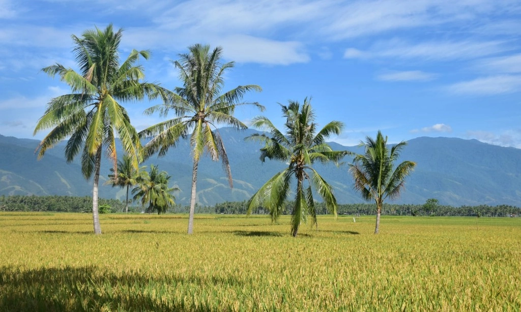 <div dir="auto" id="isPasted">Mentan-Menko Pangan Buka-Bukaan Ungkap Alasan Food Estate Selalu Gagal&nbsp;</div>