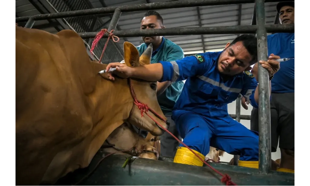 <p>Pakan Rumput Laut Mampu Turunkan Emisi Gas Metana Dari Peternakan Sapi</p>