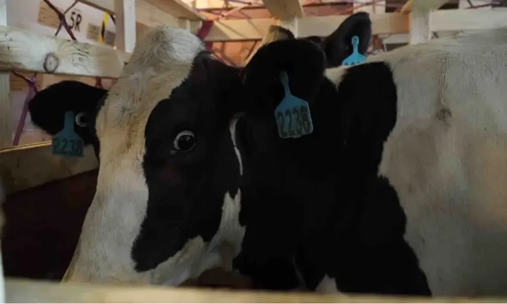 <p>Genjot Produksi Susu, Sapi Perah Bunting Impor Asal Australia Mulai Tiba</p>