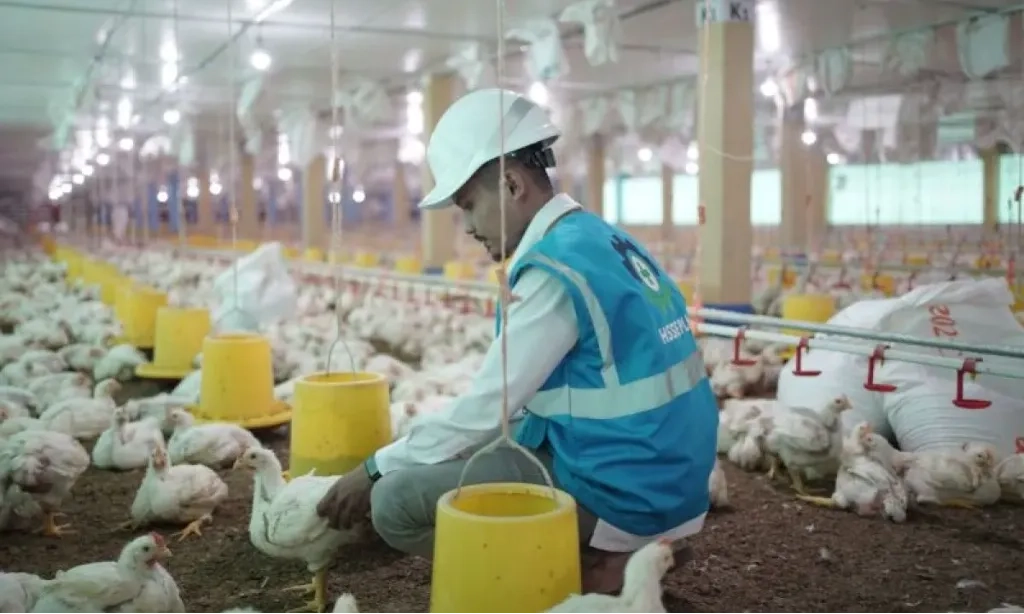 <div dir="auto" id="isPasted">Ada Program MBG, Investor Ramai-Ramai Bangun Peternakan Ayam Petelur</div>