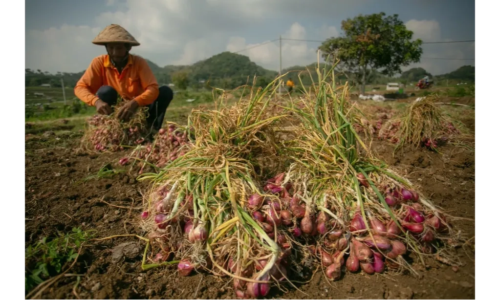 <p id="isPasted">Petani Bawang Merah Keluhkan Harga Tak Kunjung Naik</p>
