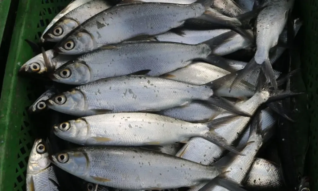 <p id="isPasted">Harga Pangan Senin, Ikan Bandeng Naik Ugal-ugalan 39,67%</p>