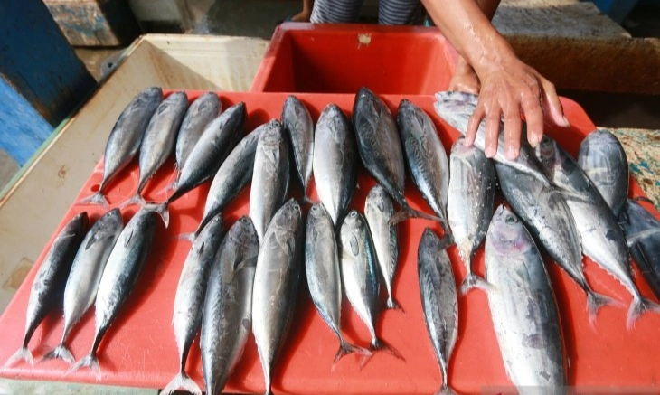 <p id="isPasted">Harga Pangan, Ikan Kembung Naik 4,24% Menjadi Rp39.110 Per Kg</p>