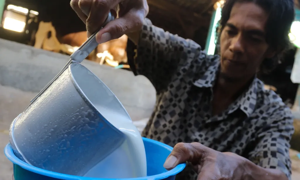 <p>Studi: Konsumsi Susu Mentah Berpotensi Tertular Virus Influenza Dari Sapi</p>