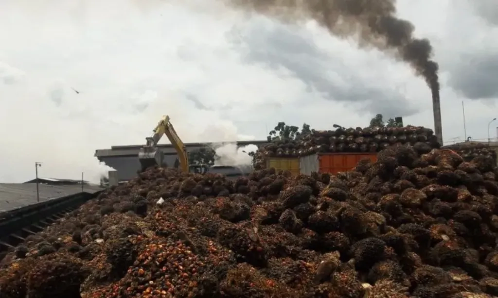 <p>GAPKI: Penggunaan Limbah Cair Pabrik Kelapa Sawit Efektif Kurangi Impor Pupuk</p>