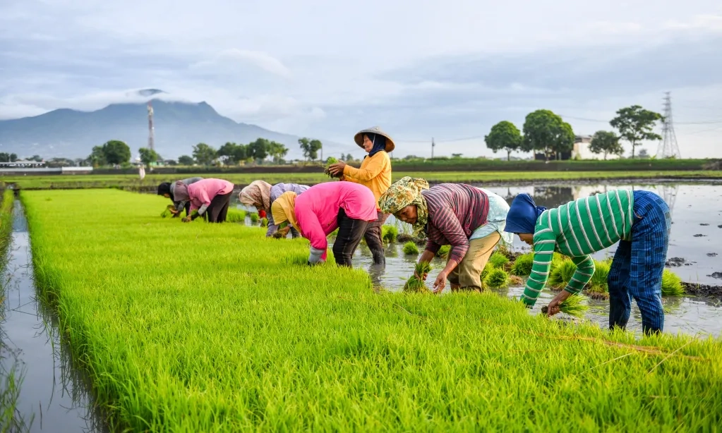 <p>Legislator Nilai Kenaikan HPP Gabah-Jagung Tingkatkan Kesejahteraan Petani</p>