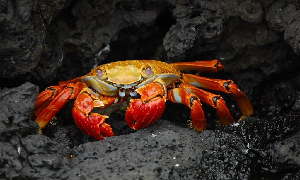 <p>Peneliti Temukan Kemungkinan Kepiting Dan Lobster Bisa Merasakan Sakit</p>