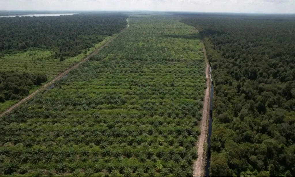 <p>Apkasindo: Petani Dukung Gagasan Presiden Soal Sawit</p>