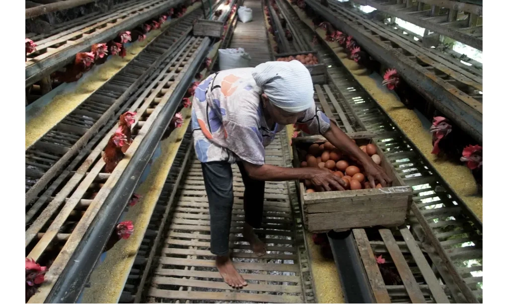 <p>Ada Rencana Impor Gandum Pakan, Peternak Layer Akui Jagung Lokal Lebih Unggul</p>