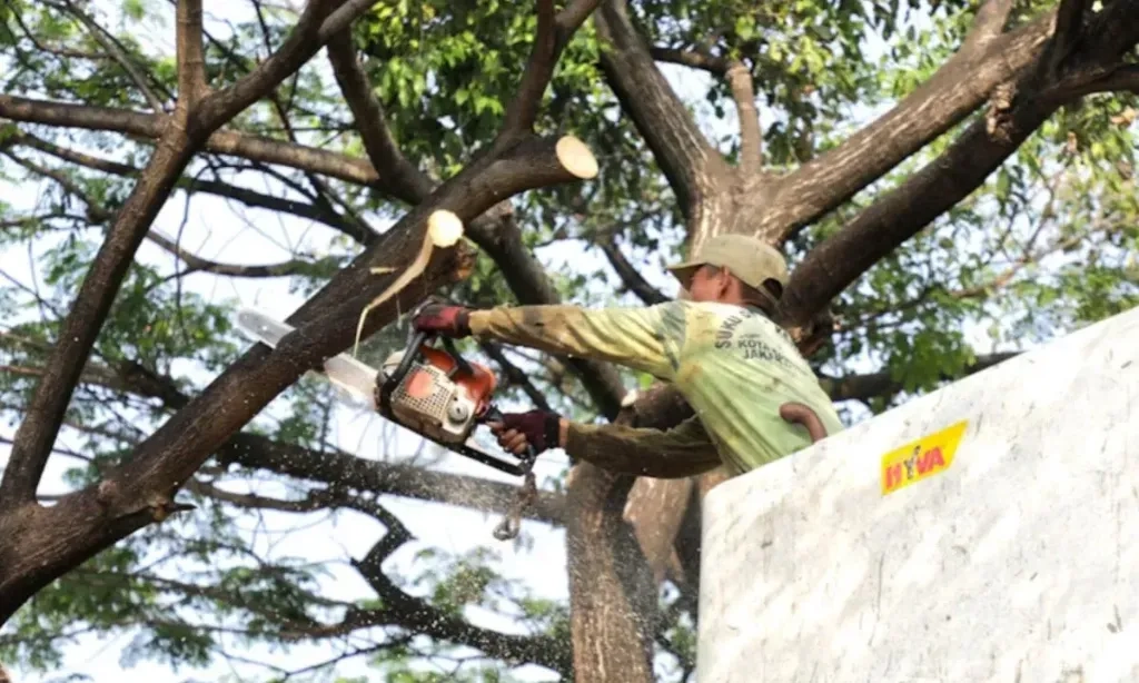 <p>Antisipasi Tumbang, 82.571 Pohon di Jakarta Dipangkas Sepanjang 2024</p>