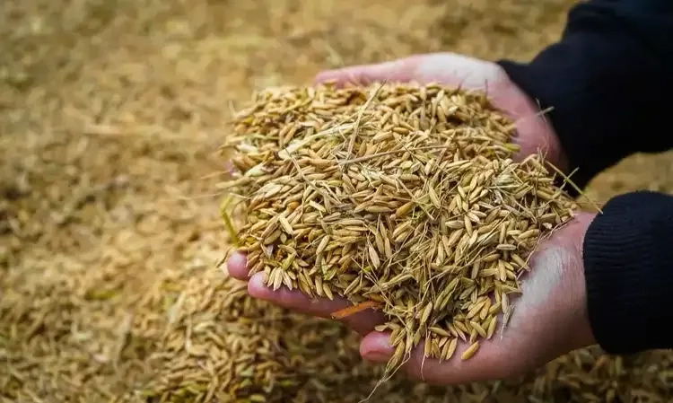 <p>Menko Pangan: Bulog Mulai Beli Gabah Rp6.500 Pada 15 Januari</p>