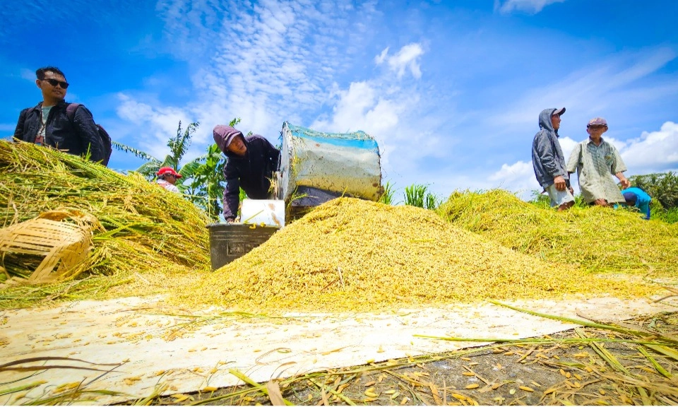 <p id="isPasted">Ada Panen Raya, Pemerintah Atur Pola Intervensi Stabilisasi Pangan &nbsp;</p>