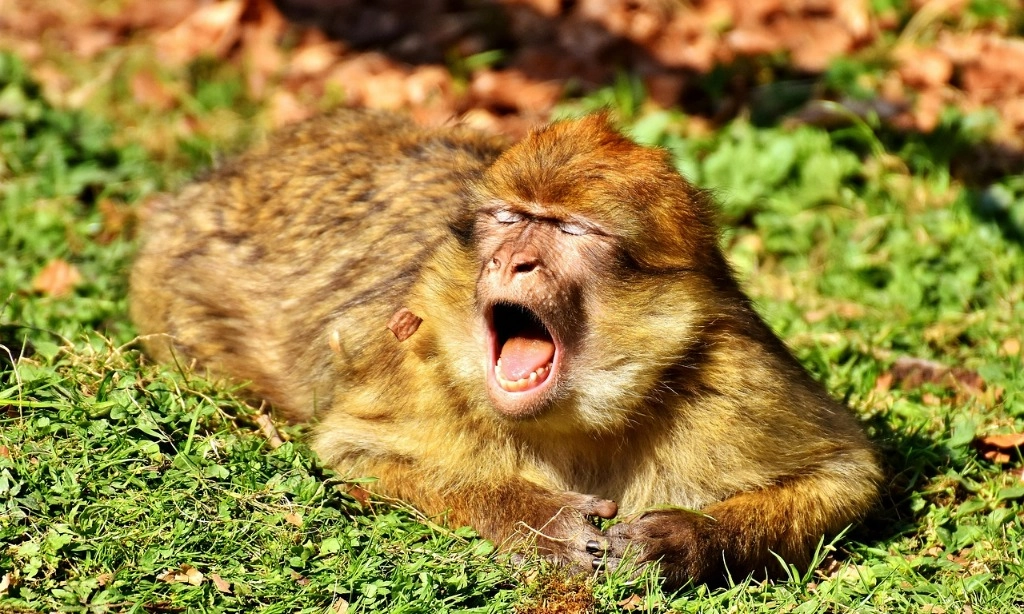 <p>Memahami Bagaimana Menguap Bisa Menular Pada Manusia</p>