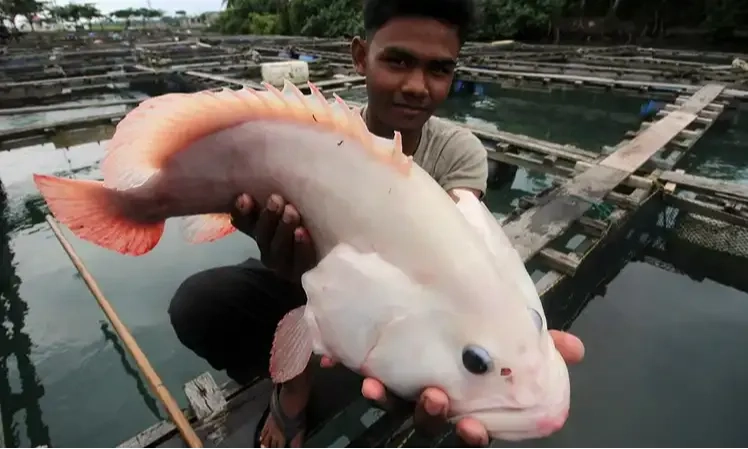 <p>Ikut Panen Ikan, Wamen Koperasi Sebut Koperasi Mampu Terlibat Tingkatkan Produksi Pangan</p>