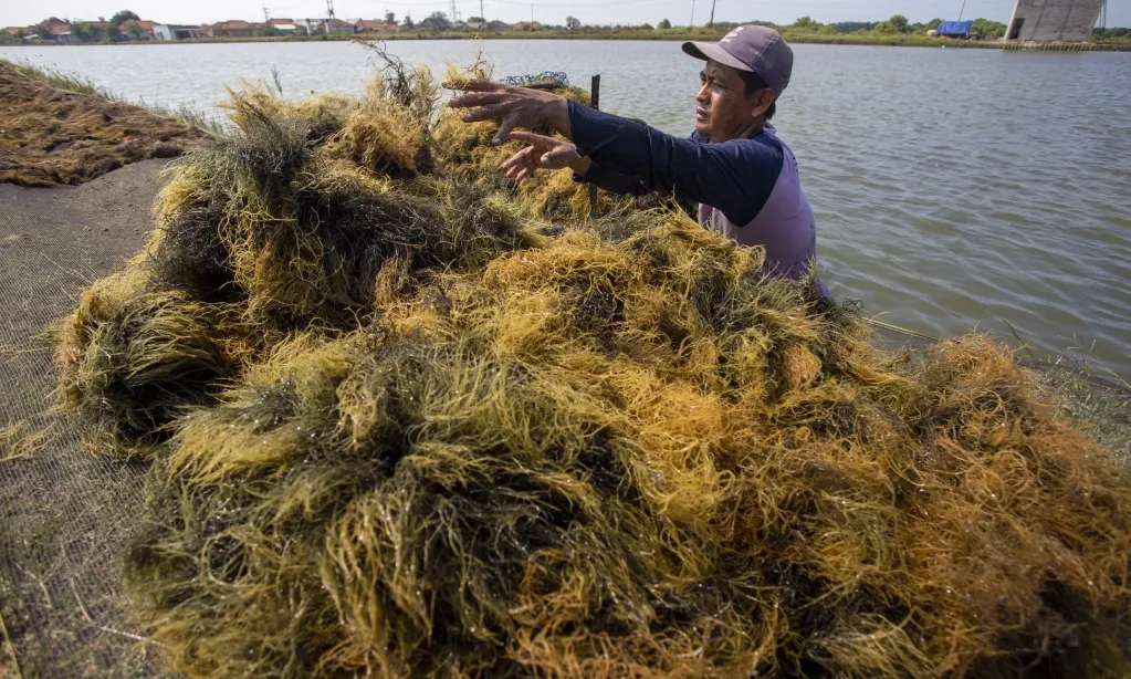 <p>KKP Fokuskan Rumput Laut Sebagai Salah Satu Komoditas Unggulan</p>