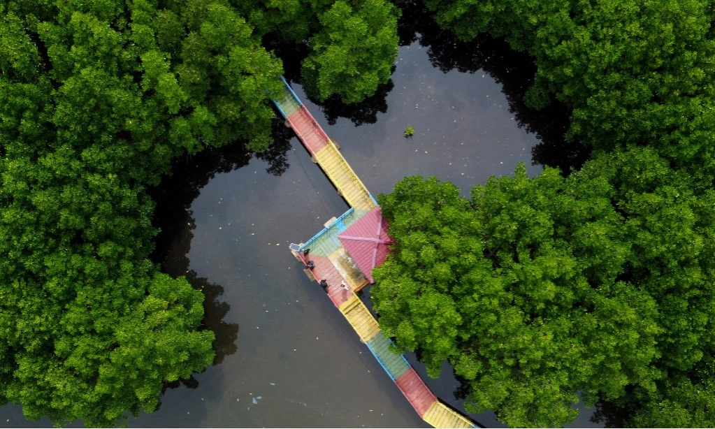 <p>Gambut Dan Mangrove Berperan Penting Turunkan Gas Rumah Kaca</p>