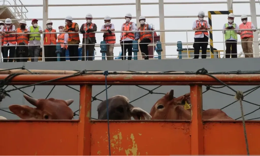<p>Kemenko Pangan Tugasi BUMN Pangan Impor Daging Sapi-Kerbau 200 Ribu Ton</p>