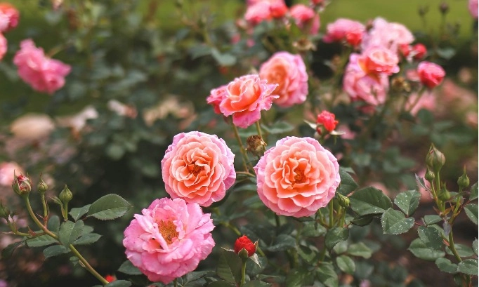 <p>Ini 5 Jenis Bunga Sarat Makna Untuk Hari Valentin</p>