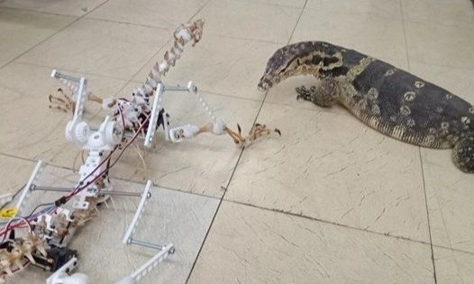 <p>UGM x Edinburgh University Buat Robot Dari Rangka Biawak&nbsp;</p>