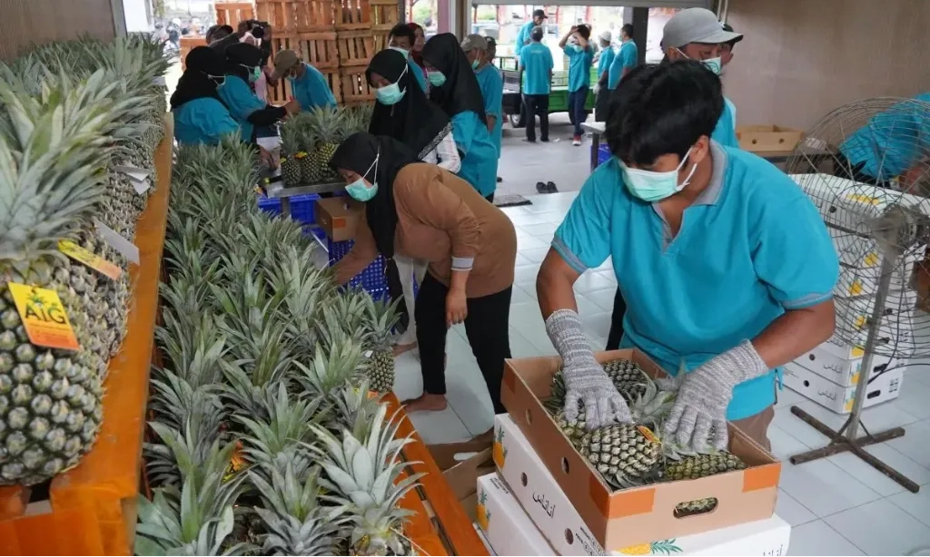 <p>Lagi, Kediri Sukses Ekspor 20 Ton Nanas Ke Uni Emirat Arab</p>