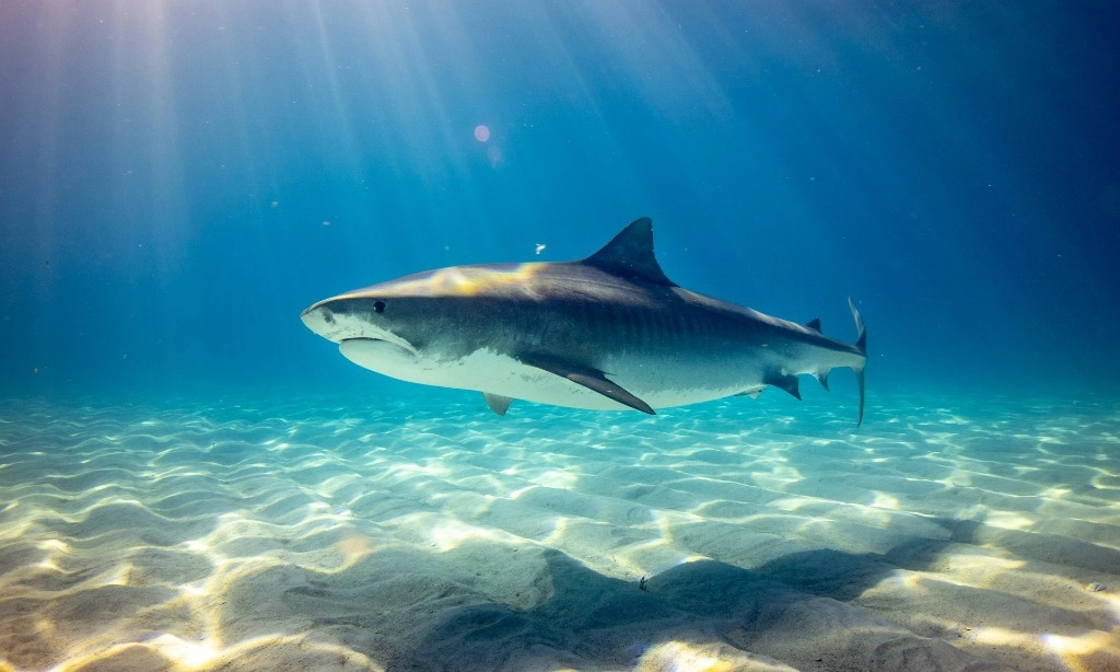 <p>Bagaimana Tinta Sotong Bisa Menjauhkan Kita Dari Gangguan Hiu</p>