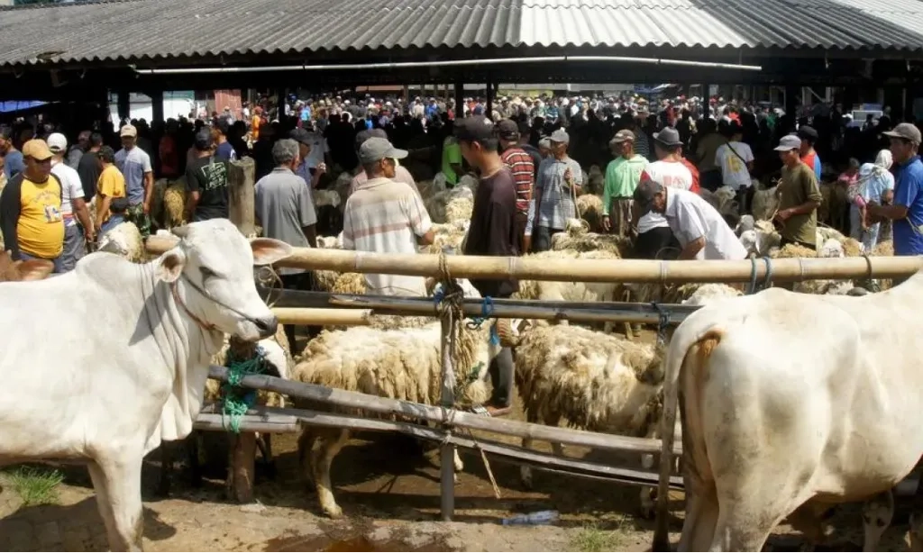 <div dir="auto" id="isPasted">Kementan Klaim Kasus PMK Terus Turun, Sejumlah Pasar Ternak Kembali Beroperasi</div>
