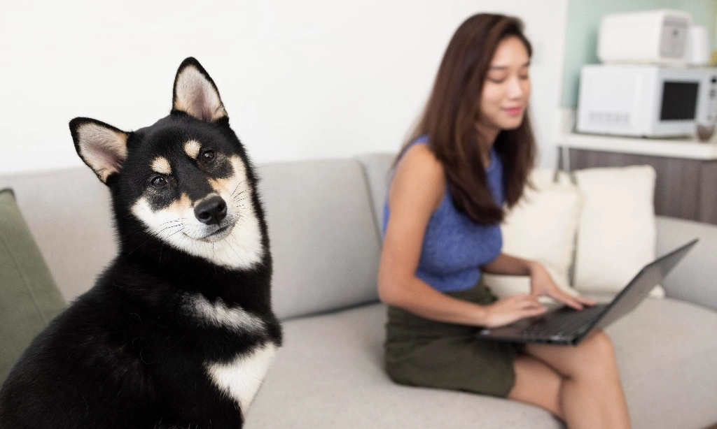 <p>Menjaga Anabul Sehat Terbebas Dari Obesitas Dan Diare</p>