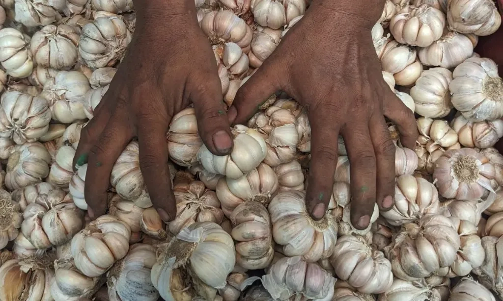 <p>Importir Minta Pemerintah Relaksasi Persetujuan Impor Bawang Putih</p>