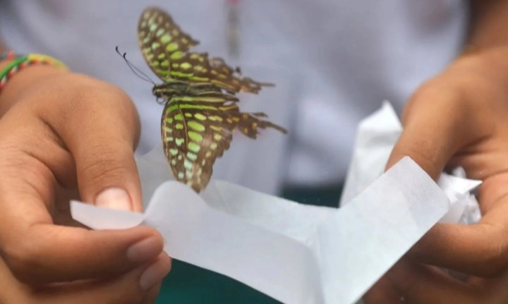 <p>Tiga Ribu Spesimen Kupu-kupu Batal Diselundupkan</p>