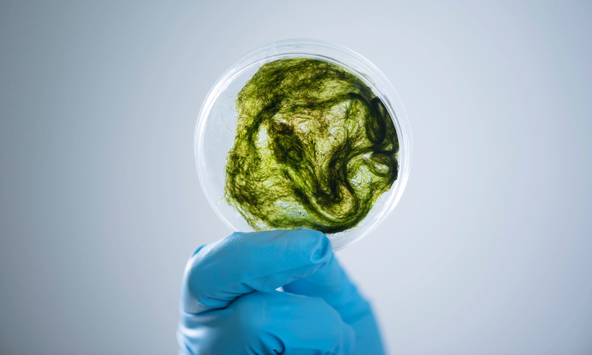 <p>Phytoplankton: Makhluk Kecil Penjaga Keseimbangan Bumi</p>