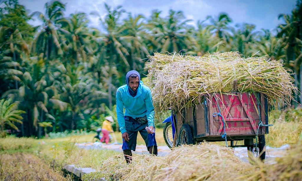 <p id="isPasted">Mentan Bidik Sumsel Jadi Tiga Besar Produsen Beras RI</p>