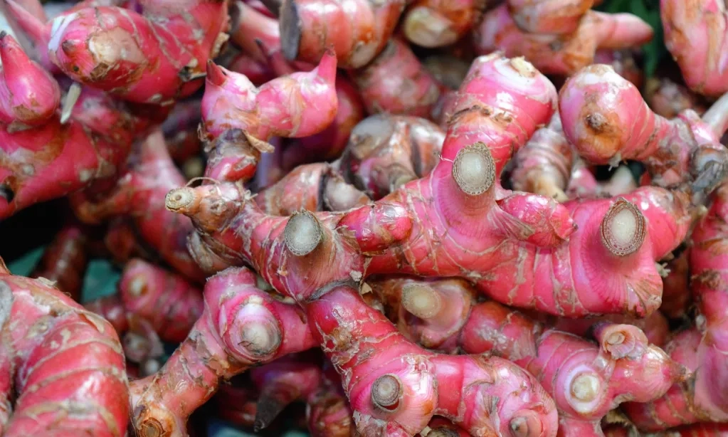 <p id="isPasted">Jahe Merah Rahasia Tetap Bugar Saat Berpuasa &nbsp;</p>