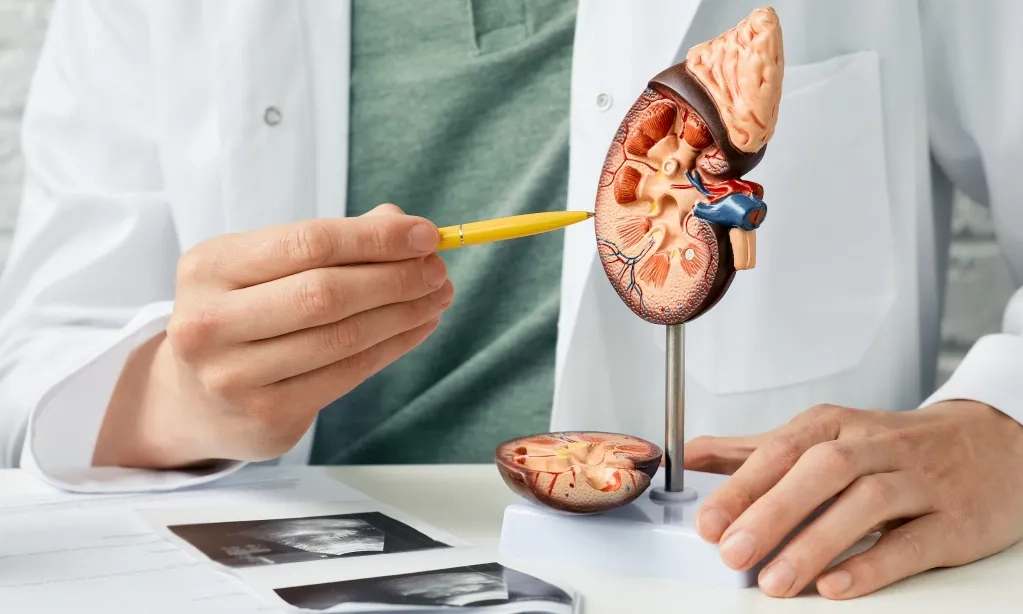 <p>Tiga Kondisi Jadi Faktor Risiko Gagal Ginjal</p>