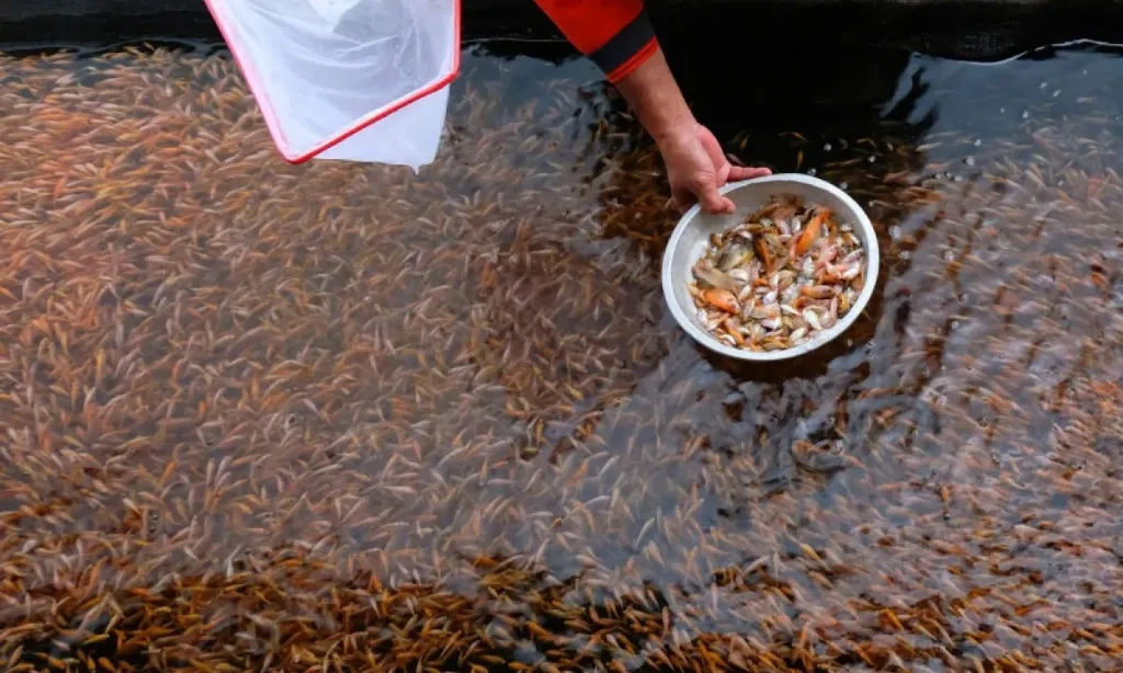 <div dir="auto" id="isPasted">Awasi Keamanan Pangan, KKP Minta Pelaku Usaha Sertifikasi Mutu Benih Ikan</div>