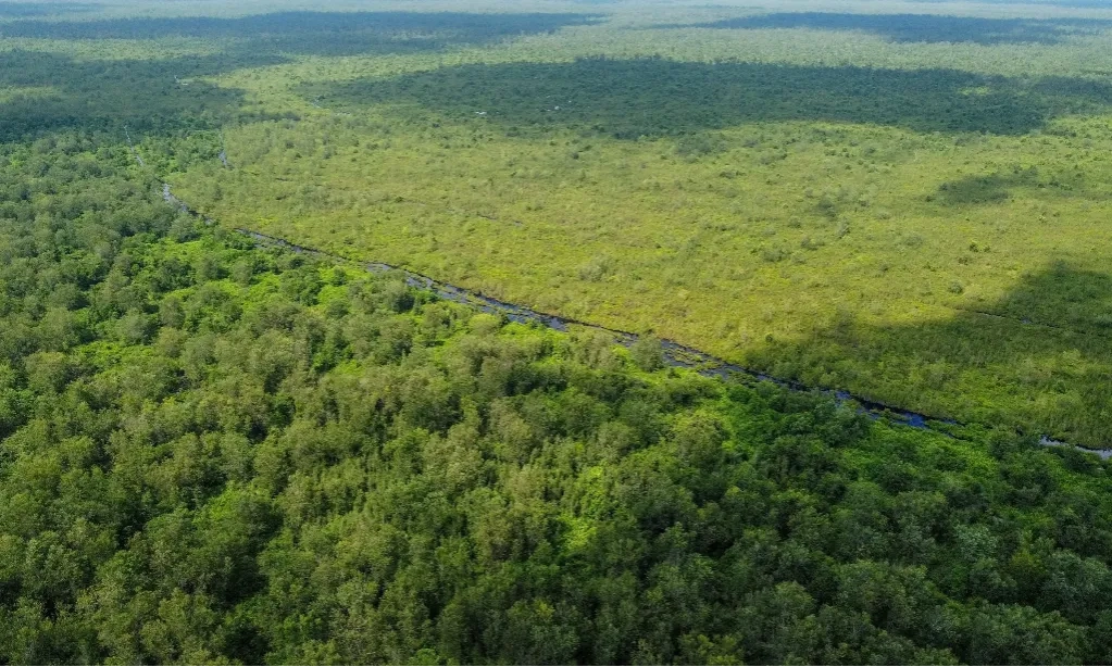 <p>Alih Fungsi Lahan Gambut Picu Banjir</p>