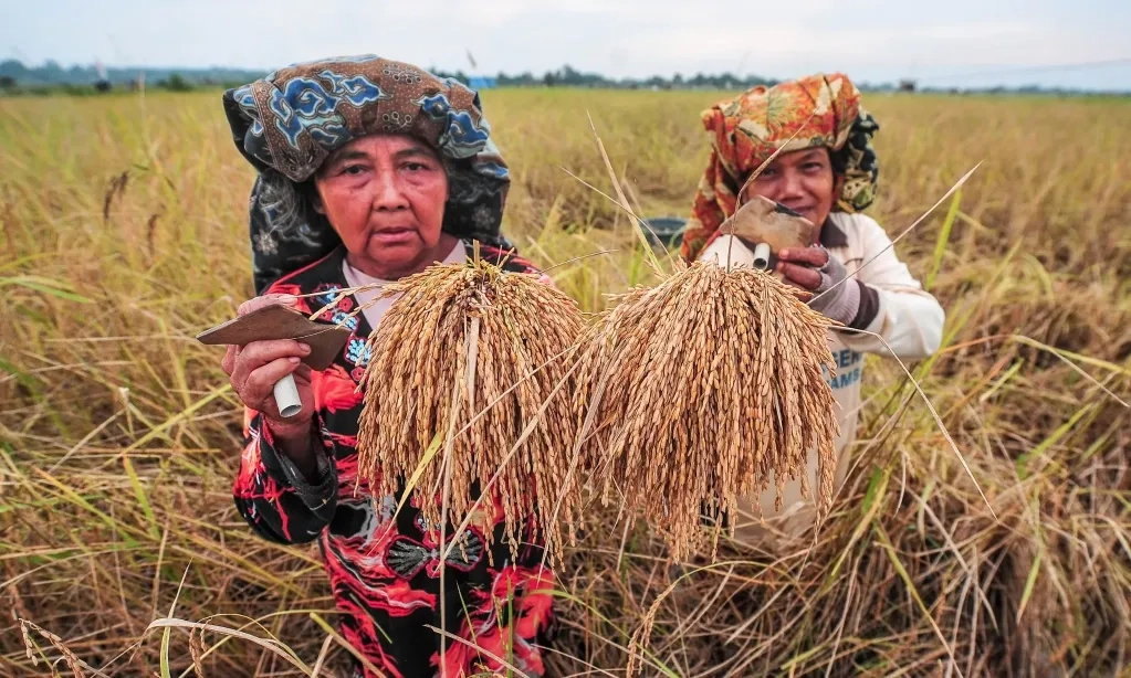 <p>Bapanas Proyeksikan Produksi Beras Maret 2025 Capai 5,48 Juta Ton</p>
