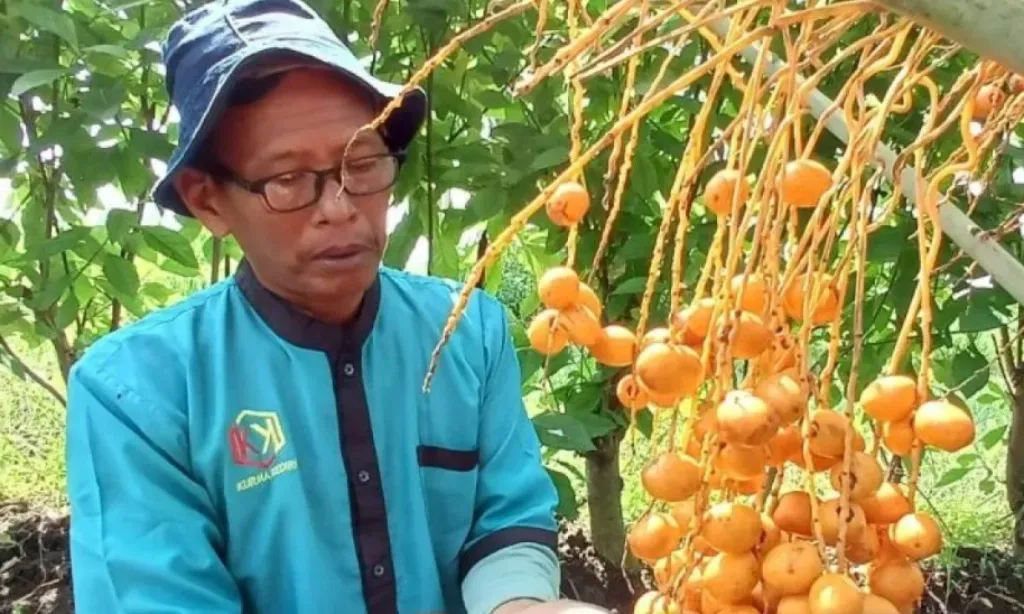 <p>Budi Daya Kurma Di Kediri Makin Diminati</p>