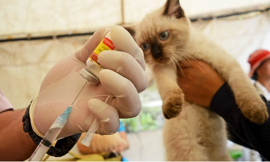 <p>Kemenkes Ingatkan Waspada Rabies</p>