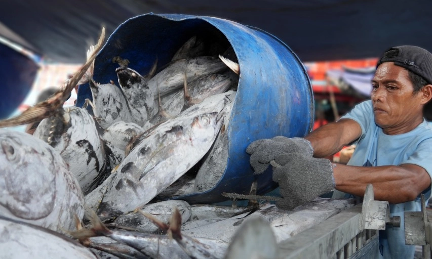 <div dir="auto" id="isPasted">Ikan Tuna Asal Biak Makin Laris, Targetkan Pasok 16 Ton Ke Luar Papua</div>