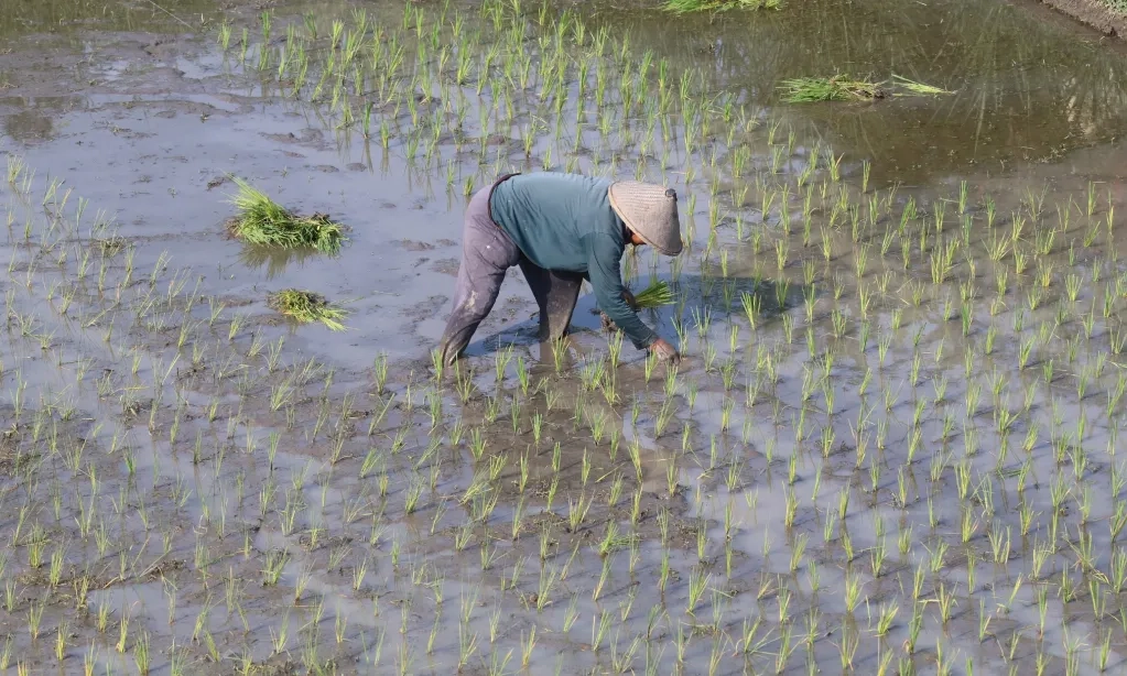 <p id="isPasted">Komisi IV DPR RI Tagih Pemerintah <em>Roadmap</em> Swasembada Pangan</p>