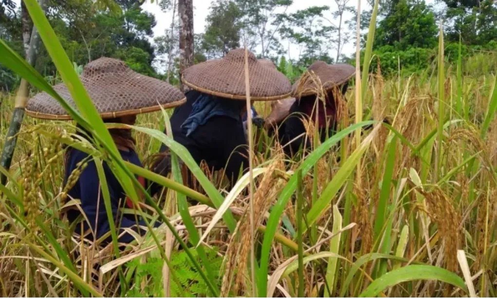 <p>Jumlah Brigade Pangan Melebihi Target</p>