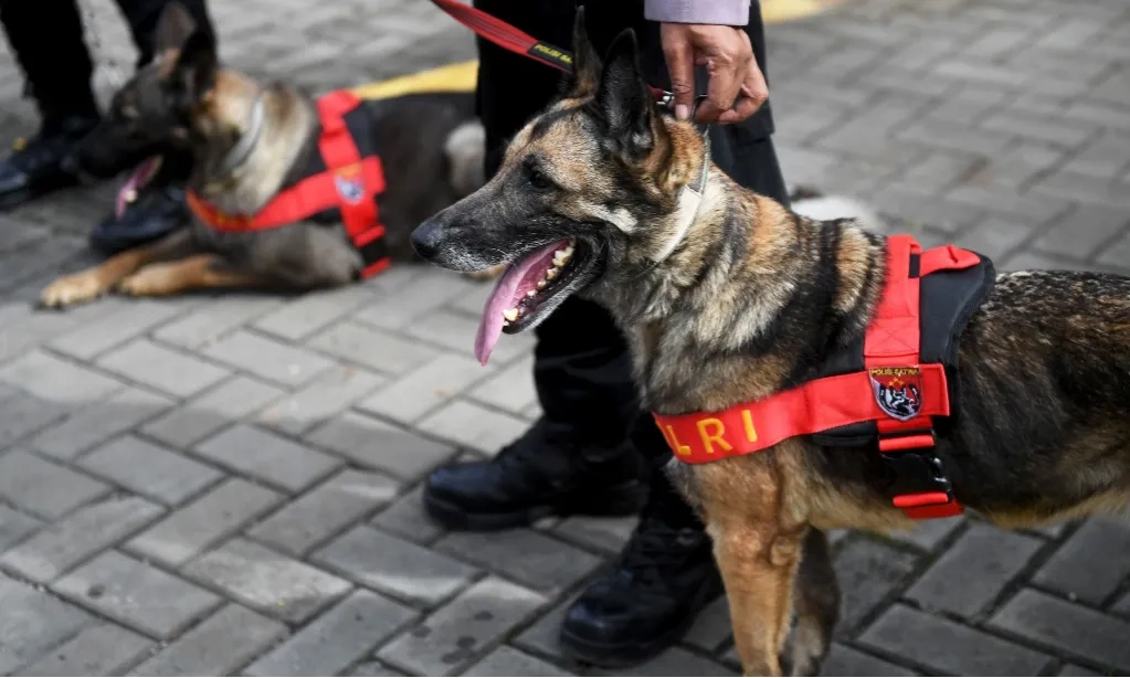 <p>Arus Mudik Di Bandara Soetta, Patroli Anjing Pelacak Sehari Dua Kali</p>