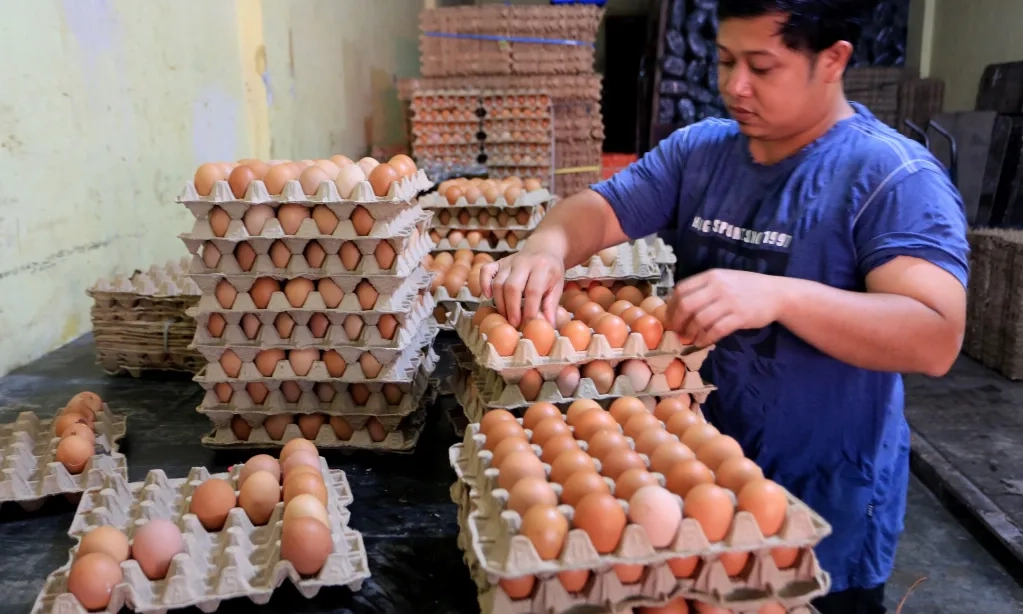 <p id="isPasted">Indonesia Akan Segera Ekspor Unggas dan Telur ke UEA</p>