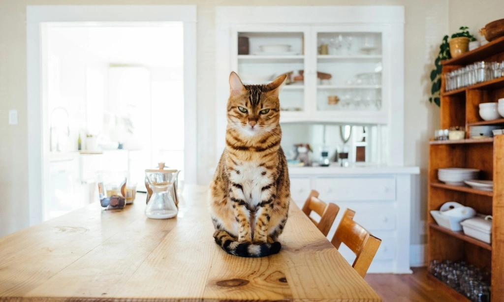 <p>Menelisik Sejarah Panjang Domestikasi Kucing</p>