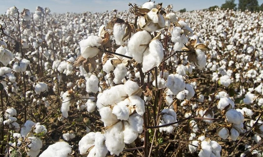 <p>Industri Tekstil RI Minta Pemerintah Impor Kapas AS Agar Bebas Tarif 32%</p>