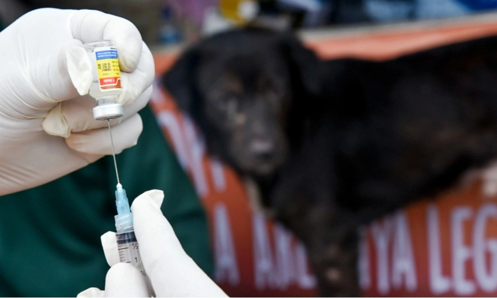 <p id="isPasted">Lagi Viral Di Media Sosial, Penting Tahu Bahaya Rabies</p>